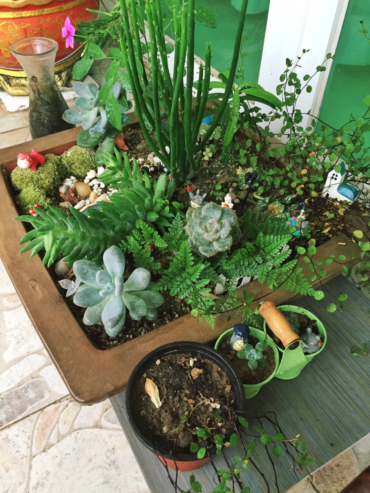 【招財風水】陽臺放這些植物 既好看又招財!