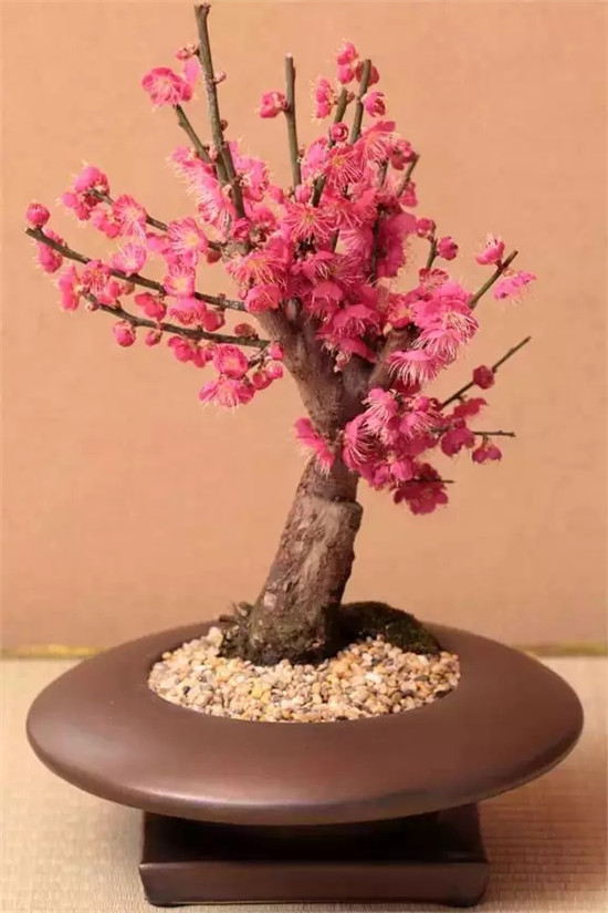 【家居風水】家里放這些植物大吉大利 你家有了嗎？