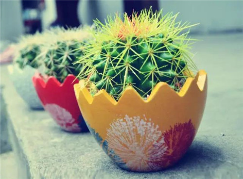 家居風水植物這樣擺放最好